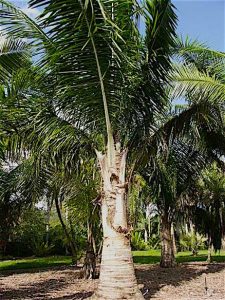 Kowos Palm- Kruse