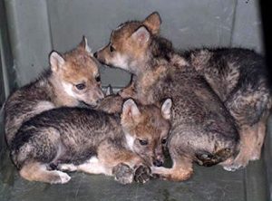Mexican Wolves Carl Kruse Blog