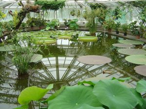 Carl Kruse Nonprofits Blog - Berlin Gardens