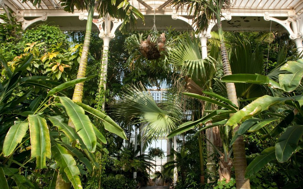 Carl Kruse Blog - Kew Gardens palms